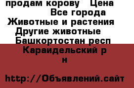 продам корову › Цена ­ 70 000 - Все города Животные и растения » Другие животные   . Башкортостан респ.,Караидельский р-н